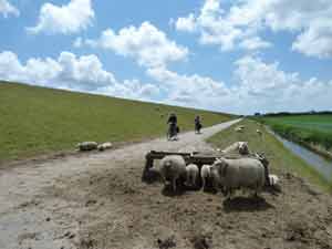 Schafe auf Texel