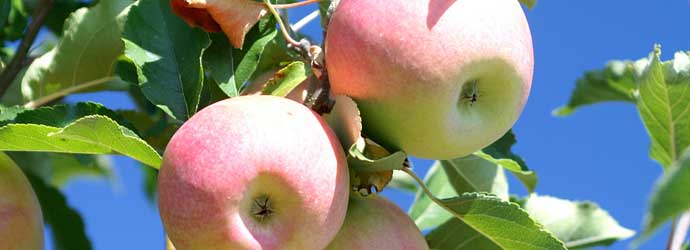Foto Burgenländischer Apfel-Radweg