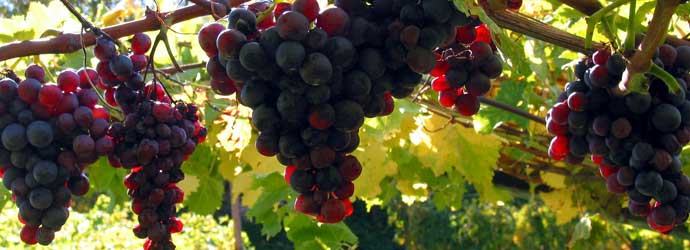 Foto Burgenländer Rotwein-Radweg