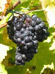 Trauben kurz vor der Lese