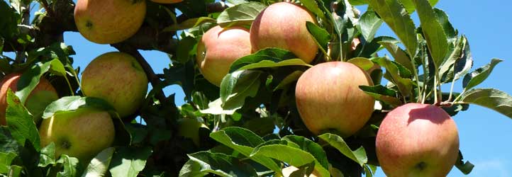 Most-Radltouren in und um Wels