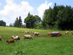 Kuhweide