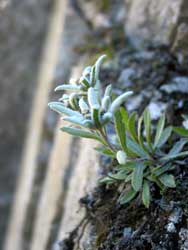 Edelweiss