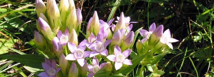 Foto Pustertaler Höhenstrasse