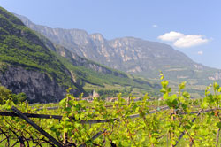 an der Südtiroler Weinstrasse