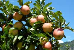 Äpfel im Vinschgau